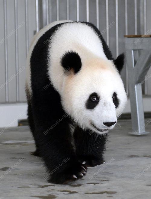 KL13_25052014_PANDA
