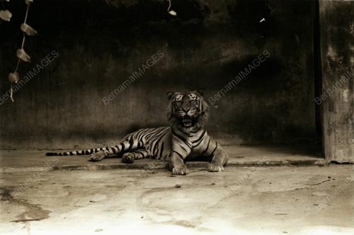ZOO NEGARA