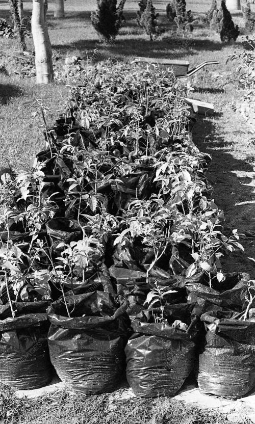 INSTANT TREES