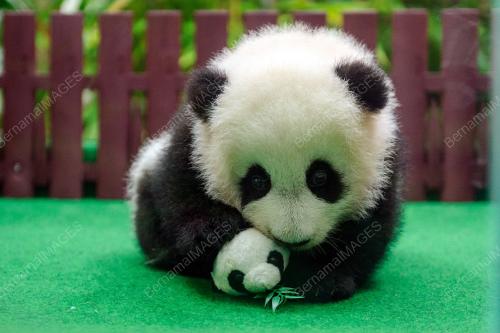 KL13_26052018_PANDA_BN201805239223_6