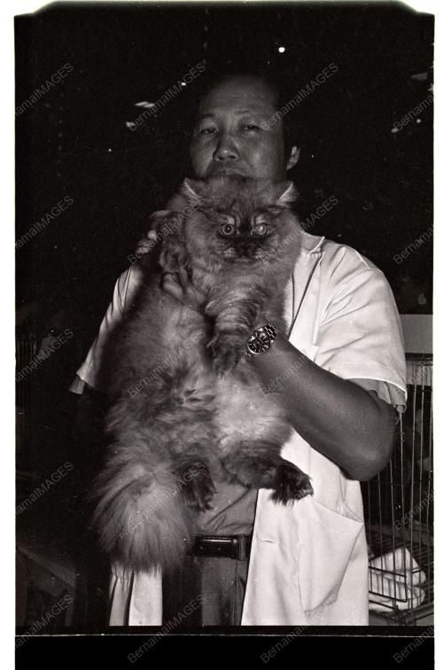 PERTANDINGAN KUCING