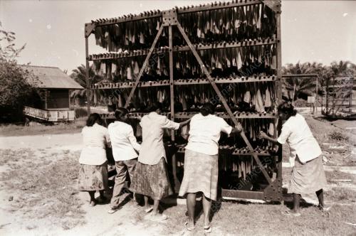 PEKERJA LADANG MENGADAKAN MOGOK