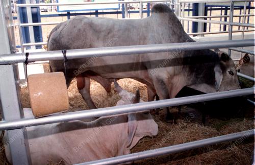 KL14-25_07_2000_LEMBU-BRAHMAS_11012016