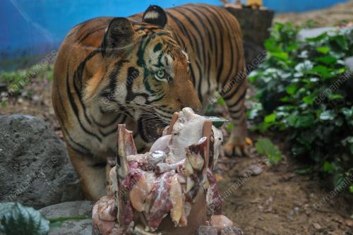 HAPPY 2ND BIRTHDAY TO MALAYAN TIGERS, HEBAT AND WIRA