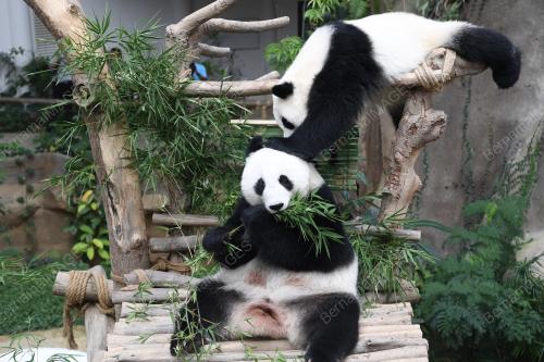 KL14_01082019_PANDA_BN201907316800