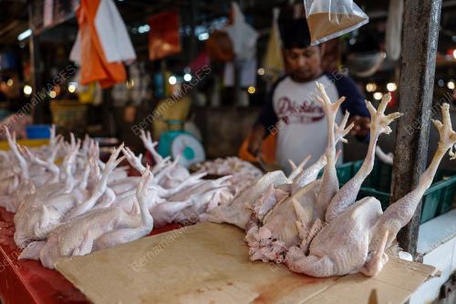 HARGA AYAM SELEPAS TAHUN BAHARU