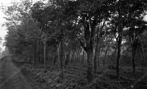 KL14_04022015_LADANG_GETAH