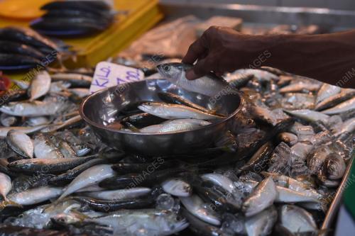 KL14_06012019_BEKALAN_IKAN
