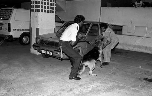 DEMONSTRASI ANJING