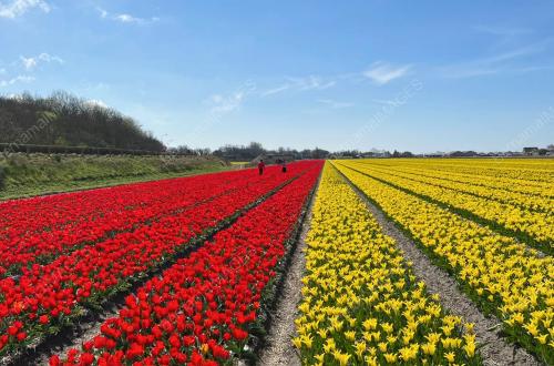 SEASONS OF TULIPS