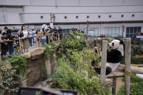 PANDA ZOO NEGARA