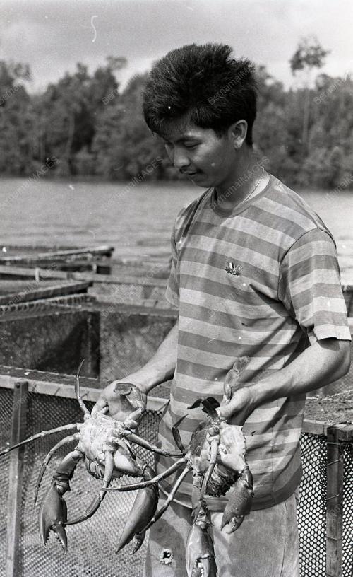 KHASIAT KETAM