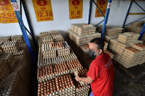 TINJAUAN HARGA TELUR