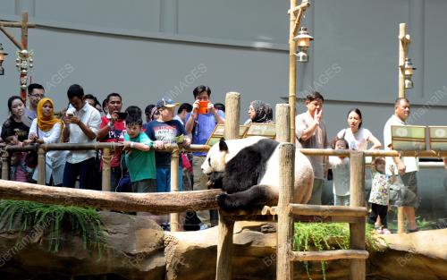 KL14_16122015_PANDA
