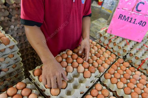 HARGA TELUR TURUN 3 SEN