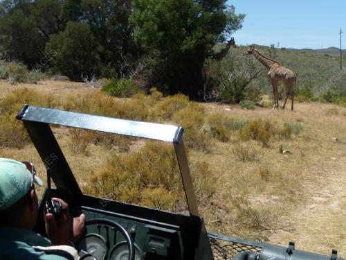 SAFARI