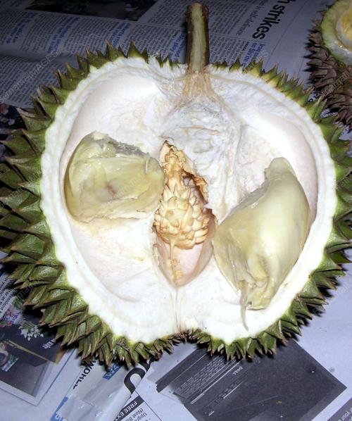 DURIAN PELIK