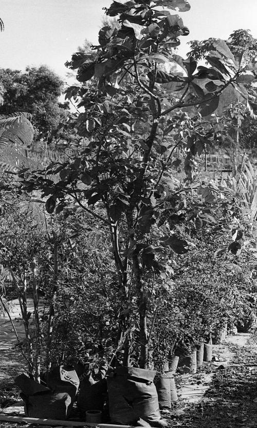 INSTANT TREES