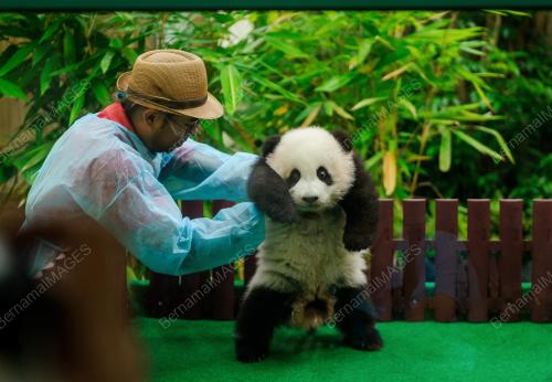 KL14_26052018_PANDA_BN201805239223