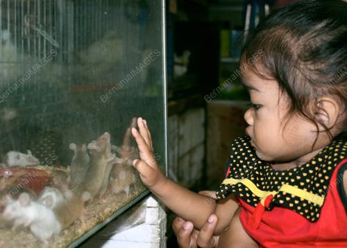 TIKUS PELIHARAAN