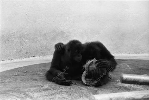 Suasana Zoo Negara