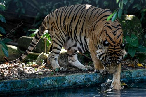 HARI_HARIMAU