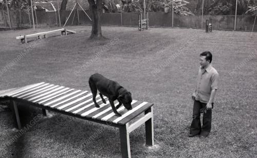 ANJING PENGESAN
