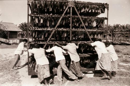 PEKERJA LADANG MENGADAKAN MOGOK