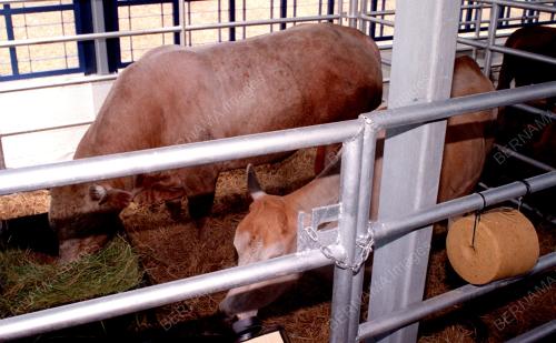 LEMBU BAKA CHAROKE