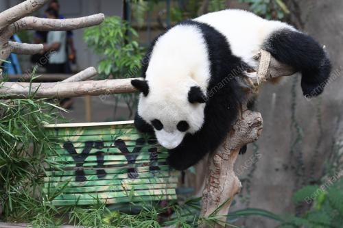 KL15_01082019_PANDA_BN201907316800