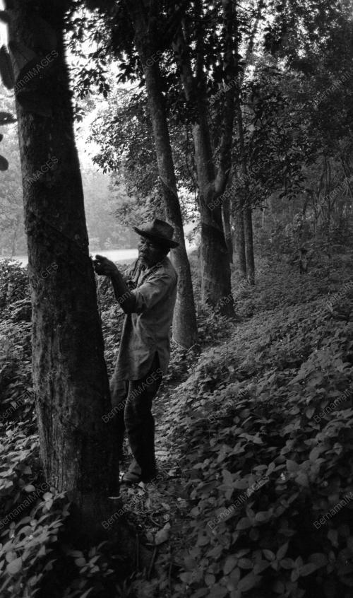 KL15_04022015_LADANG_GETAH