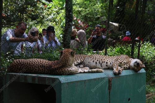 ZOO NEGARA DIPENUHI PENGUNJUNG