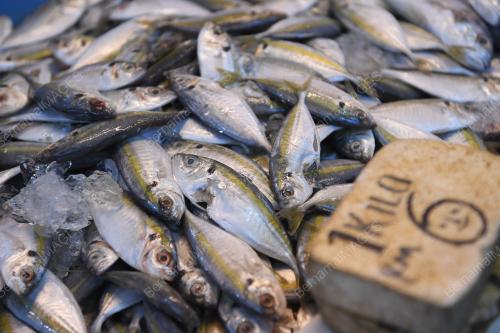 KL15_06012019_BEKALAN_IKAN