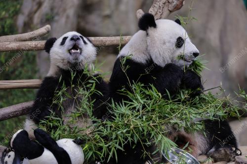 PANDA ZOO NEGARA