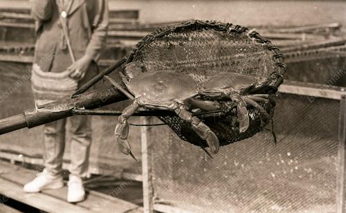 KHASIAT KETAM