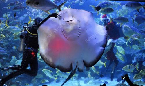 IKAN PARI DAN SANTA CLAUS
