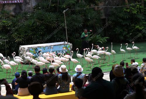 AÃ•FAMOSA SAFARI WONDERLAND