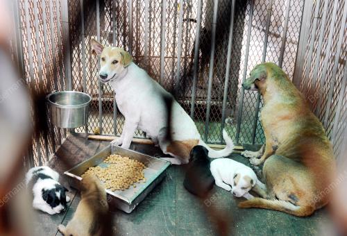 KL15_23092015_ANJING_DBKL