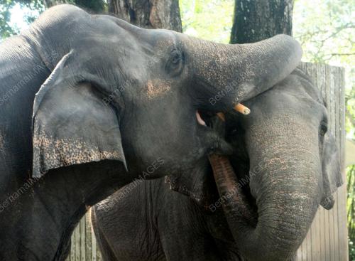 ZOO NEGARA