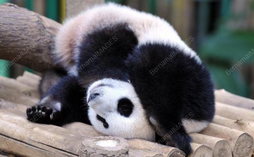 KL15_24072016_PANDA
