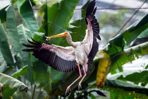 KL15_24122017_BURUNG