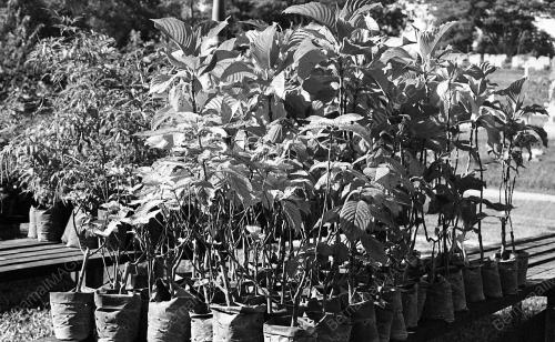 INSTANT TREES