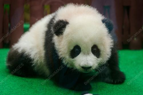 KL15_26052018_PANDA_BN201805239223