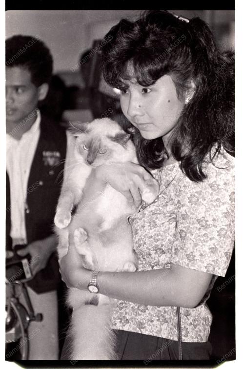 PERTANDINGAN KUCING