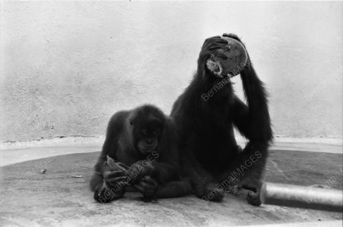 Suasana Zoo Negara