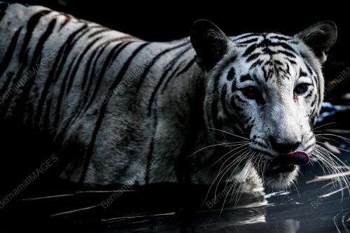 HARI_HARIMAU