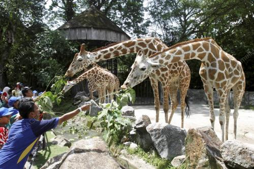 ZOO NEGARA