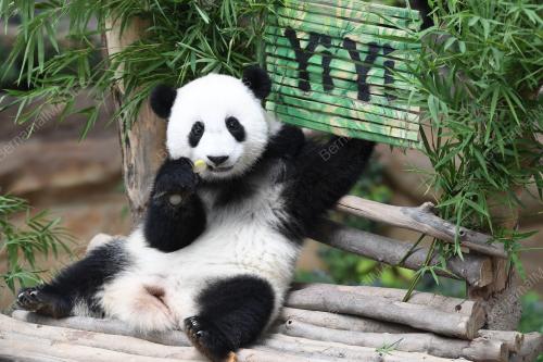 KL16_01082019_PANDA_BN201907316800