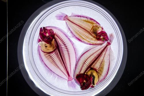 KL16_03022019_IKAN_LUTSINAR