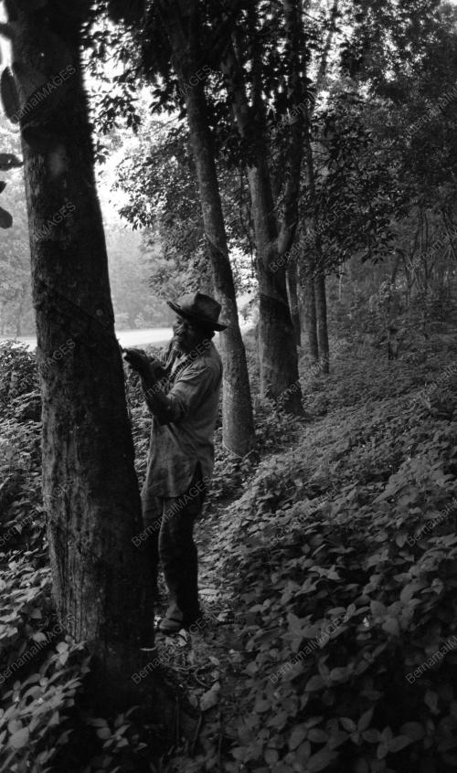 KL16_04022015_LADANG_GETAH